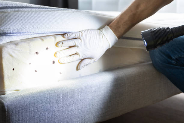 Best Emergency Pest Control  in Wendover, UT