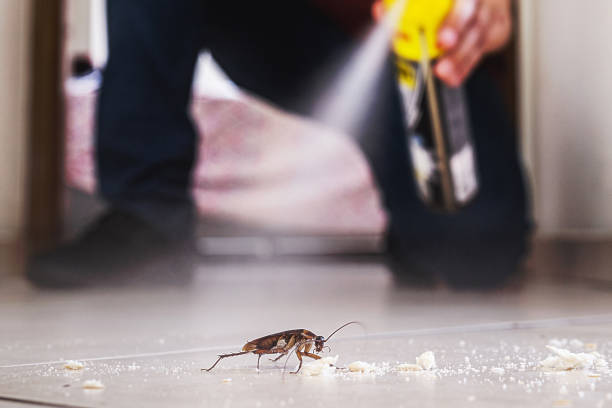 Best Termite Control Services  in Wendover, UT
